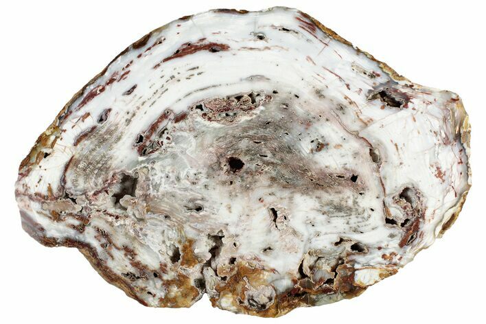 Polished White Pine Petrified Wood Round - Park City, Utah #305090